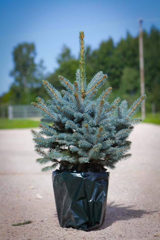 Picea pungens var. glauca